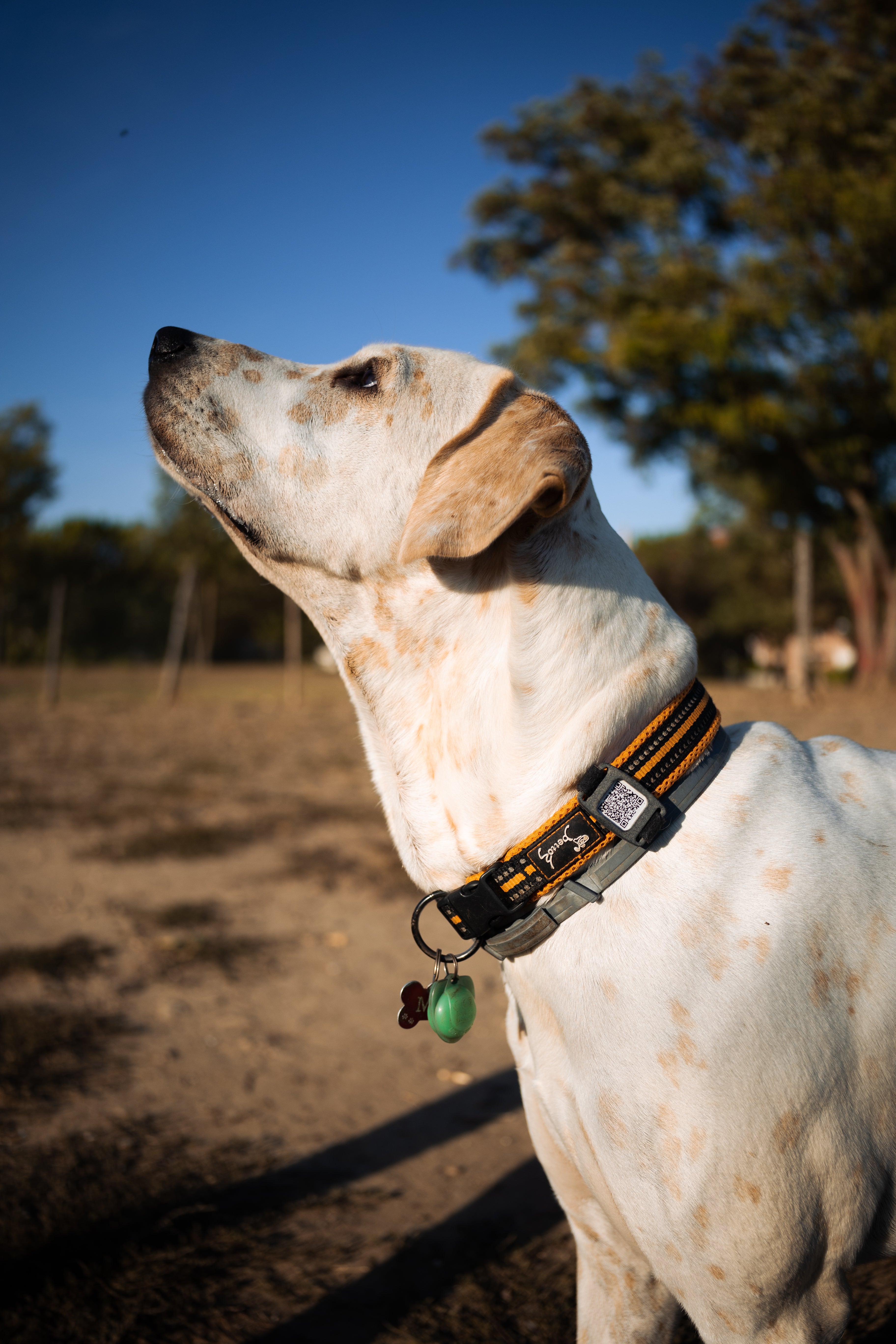 Collari GPS: la soluzione perfetta per la sicurezza del tuo cane